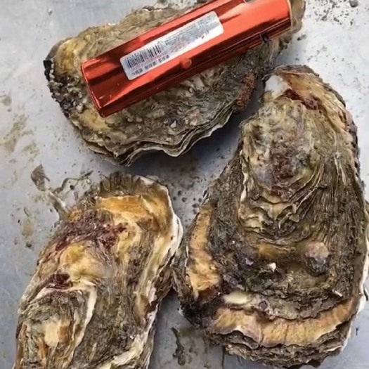诏安县生蚝 精品生蚝，个大爆满，干净无沙，一手货源