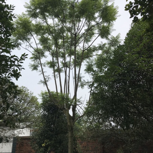 普通蓝花楹  成都蓝花楹基地