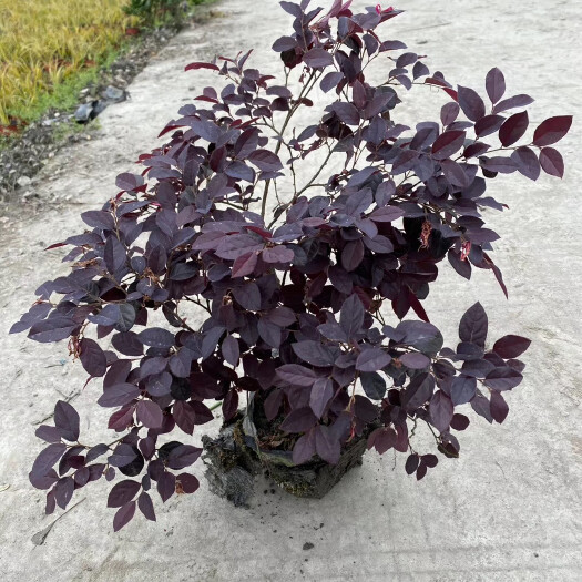 成都双面红  成都红花继木杯苗基地