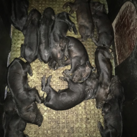 潍坊 苏太黑猪太湖二代黑猪苗二元纯黑土杂猪育肥商品猪