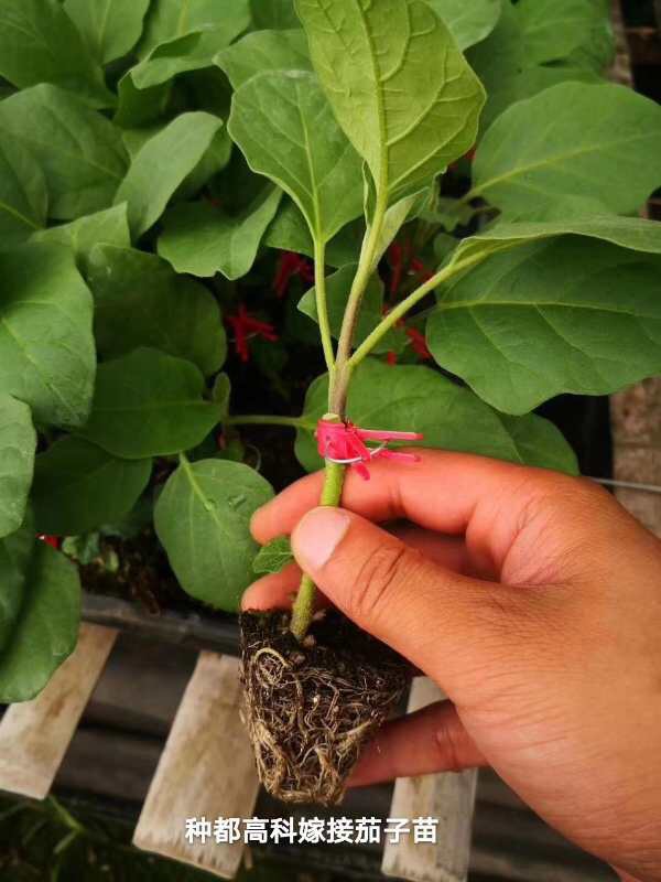 茄子苗 四川茄子嫁接苗，承接各地预定业务，量大优惠5000起