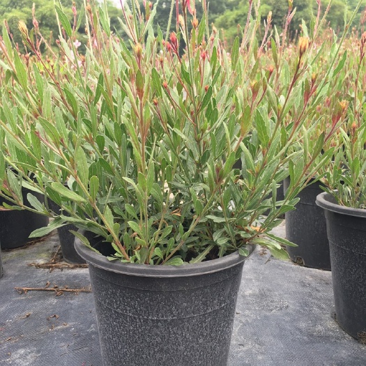 成都成都山桃草基地