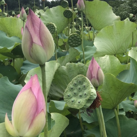 祁阳市 现摘现发湖南湘莲水果莲蓬