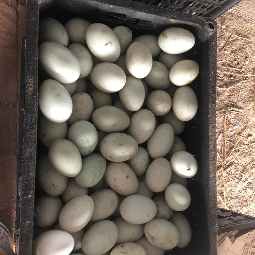 昌黎县青皮鸭蛋 食用 散装