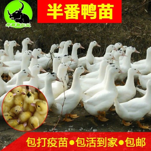 南宁 批发M18鸭苗、杂交鸭、一点黑、厂家直销，包邮包运损包疫苗