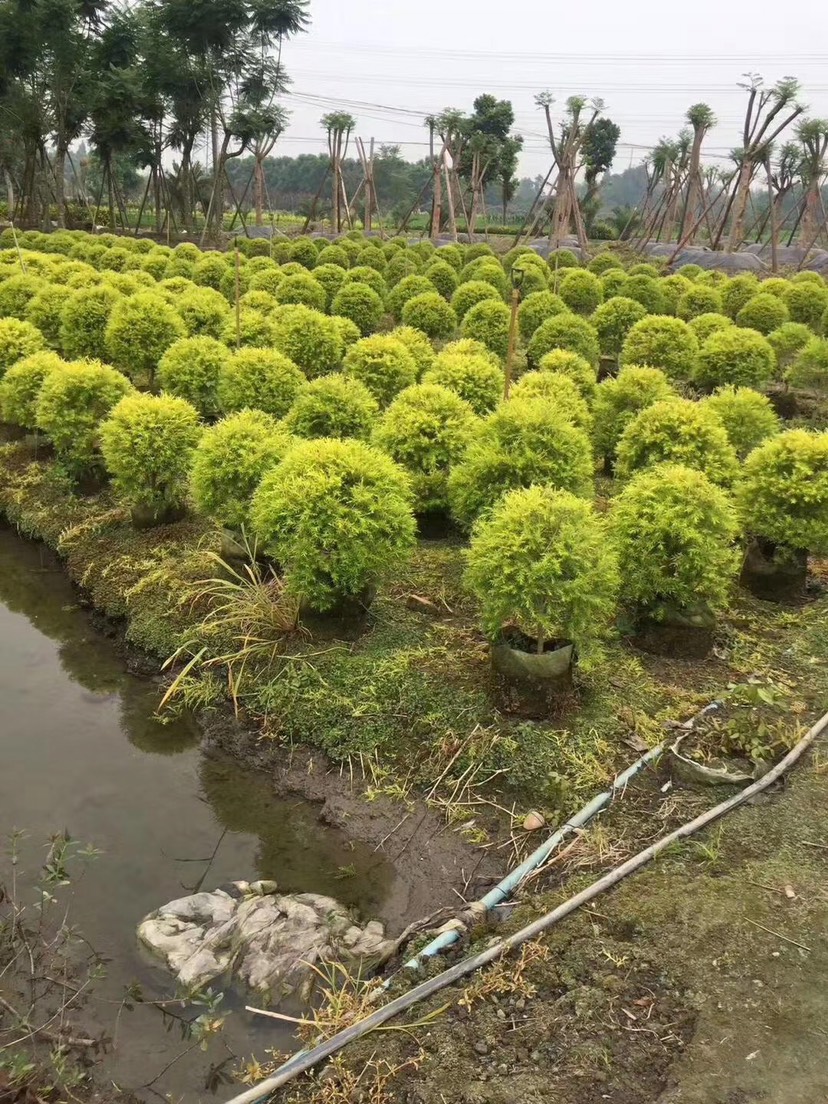 红千层  四川成都千层金基地千层金袋苗千层金杯苗