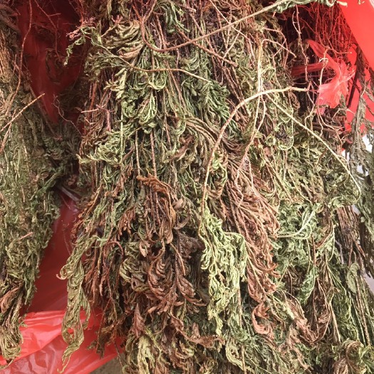 玉林石上柏
