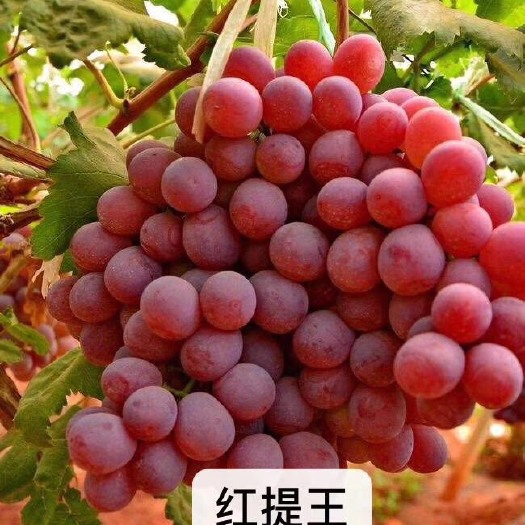 兴城市晚红葡萄苗 红提葡萄嫁接苗保证纯度