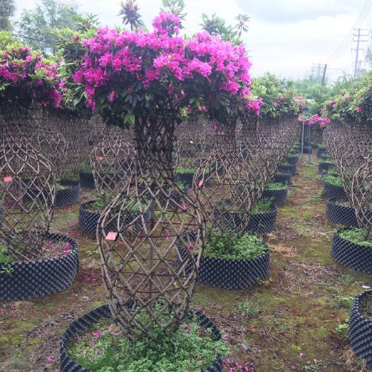 成都四季杜鹃  四川成都杜鹃花瓶基地