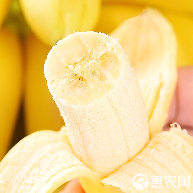 广西小米蕉 皇帝蕉 新鲜香蕉 新鲜水果现砍现发原产地直供