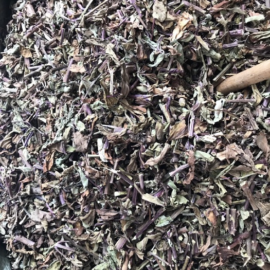玉林猫须草