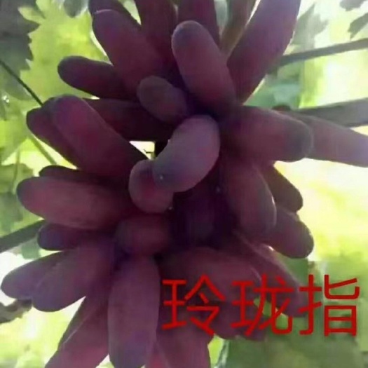 兴城市晨香葡萄苗  玲珑指葡萄嫁接苗保证纯度