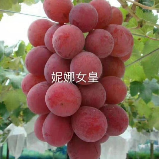 兴城市妮娜皇后葡萄苗