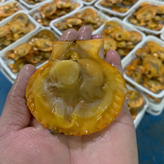 饶平县 鲜活扇贝 扇贝 鲜活半壳 新鲜扇贝肉  蒜蓉扇贝烧烤批全