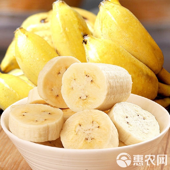广西小米蕉 皇帝蕉 新鲜香蕉 新鲜水果现砍现发原产地直供