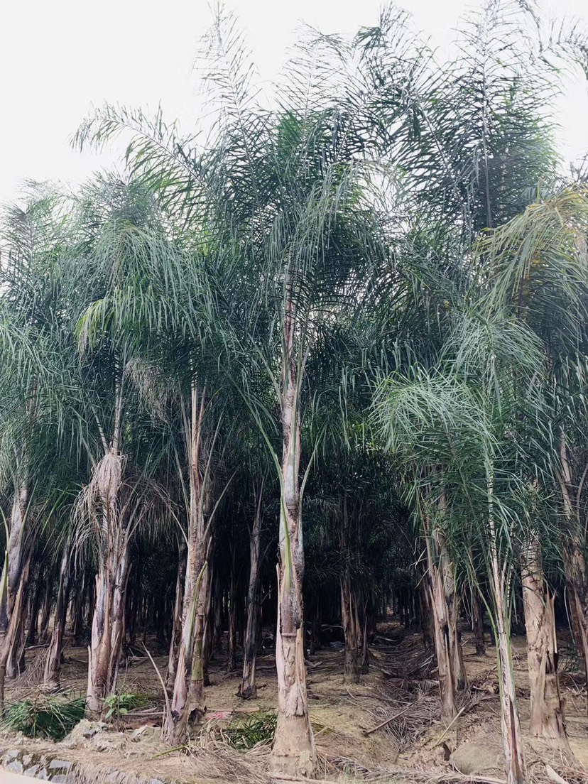 漳州造型皇后葵  漳州皇后葵价格 福建皇后葵树批发 价格行情