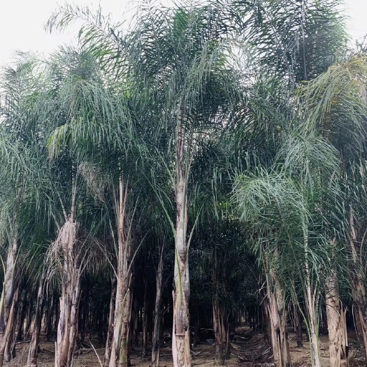漳州造型皇后葵  漳州皇后葵价格 福建皇后葵树批发 价格行情