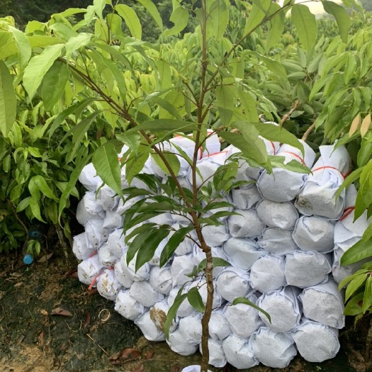 灵山县 桂味荔枝苗，当年新苗。