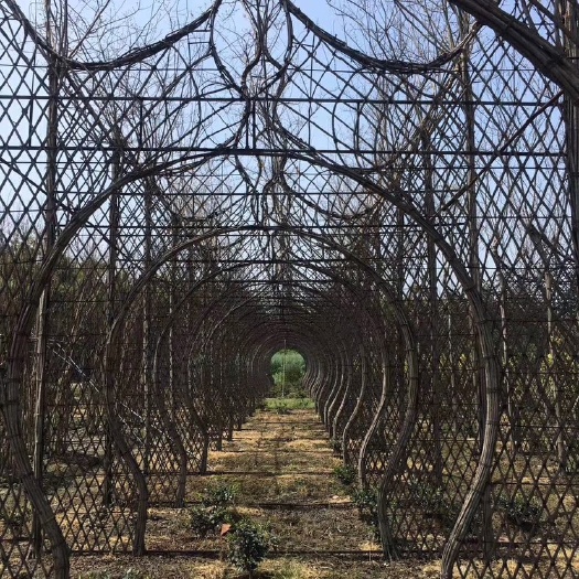 造型紫薇  四川成都紫薇造型基地
