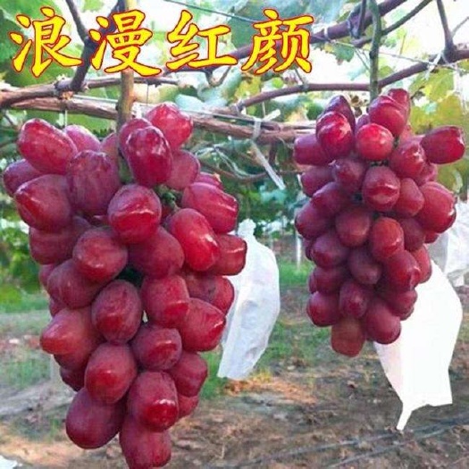 兴城市浪漫红颜葡萄苗 浪漫红颜嫁接苗保证纯度