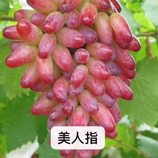 兴城市美人指葡萄苗 美人指葡萄嫁接苗保证纯度