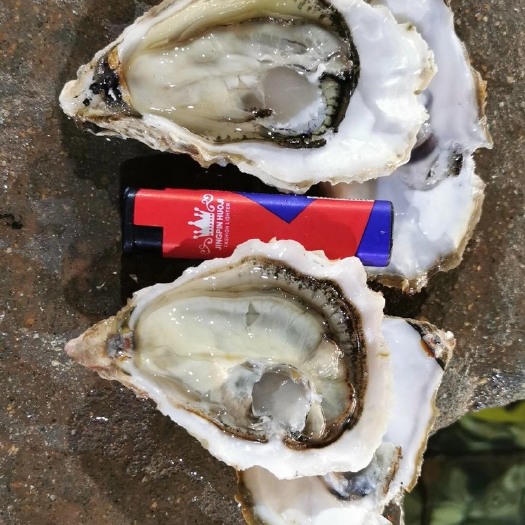 乳山市北海生蚝 2-3两/只 3-4两/只 6两以上/只   5-6两/只 4-5两/只 海水 鲜活水产