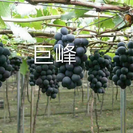 兴城市巨峰葡萄苗 巨峰葡萄嫁接苗保证纯度