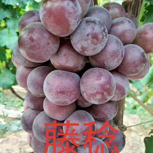 兴城市藤稔葡萄苗 藤稔葡萄嫁接苗保证纯度