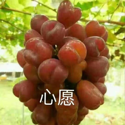 兴城市心愿葡萄苗 心愿葡萄嫁接苗保证纯度