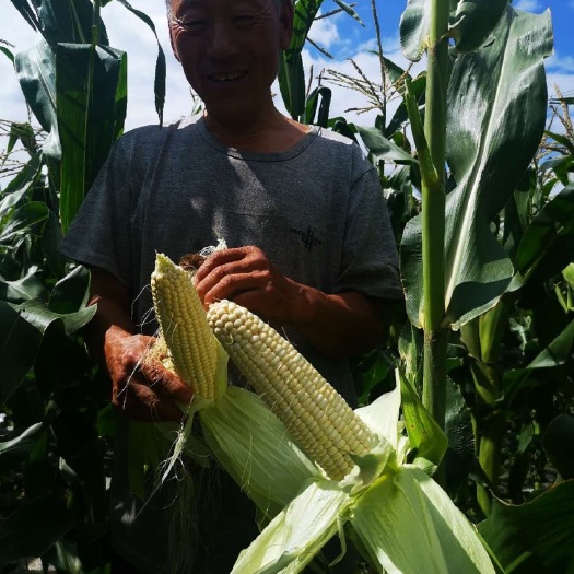 呼伦贝尔甜玉米  呼伦贝尔庭院小块土地原生田生物肥培育甜糯鲜玉米