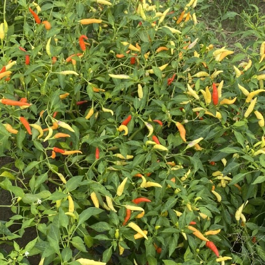 太和县 泡椒自家种植批发零售白色红色现摘不发货自取^_地址安徽太和