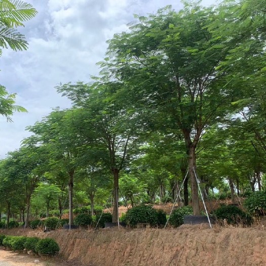 福建工程绿化凤凰木 精品红花楹 供应凤凰木价格 漳州移栽红花