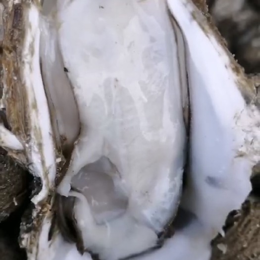 深圳阳江生蚝 阳江肥蚝-珠海肥蚝货源稳定，质量保障 肥度不是你担心的问题