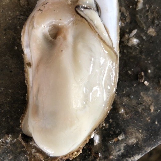 阳西县北海生蚝 海水 3-4两/只 鲜活水产