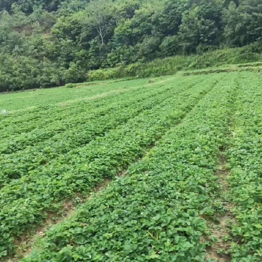 德昌县黔莓一号草莓苗 20~30公分 地栽苗