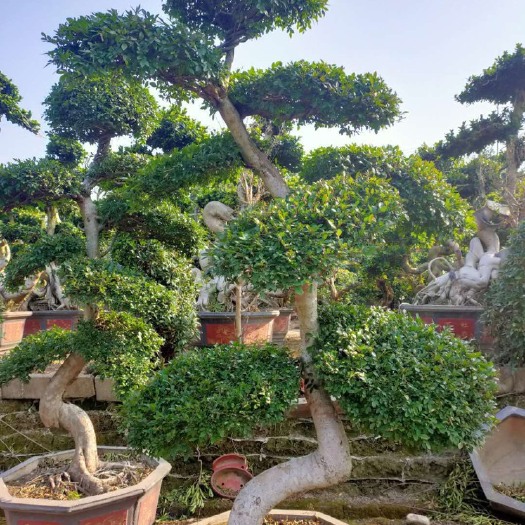 漳州造型榆树  漳州精品榆树桩景 榆树桩头盆景 榆树树桩价格 福建榆树老桩