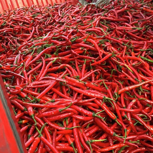 遵义二荆条辣椒 红二荆条，批发价格，质量好。