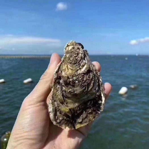 饶平县 批发牡蛎 生蚝海蛎子
