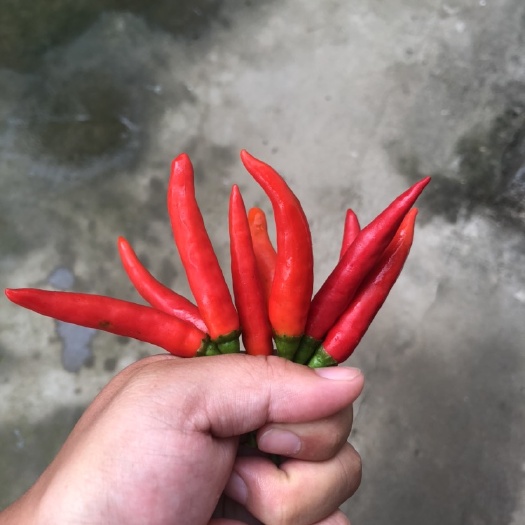 武汉红椒 朝天椒非常辣