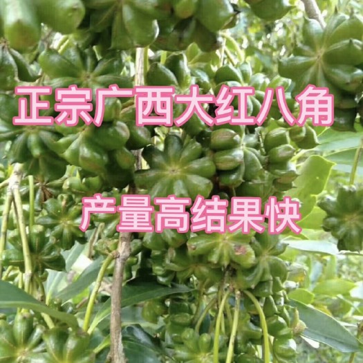 藤县八角树苗 八角嫁接苗