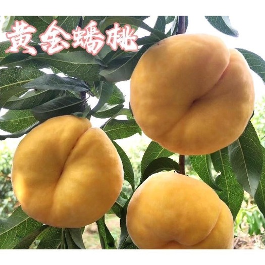  黄金油蟠桃苗嫁接桃树苗油蟠桃苗油桃苗南方北方种植当年结果树苗