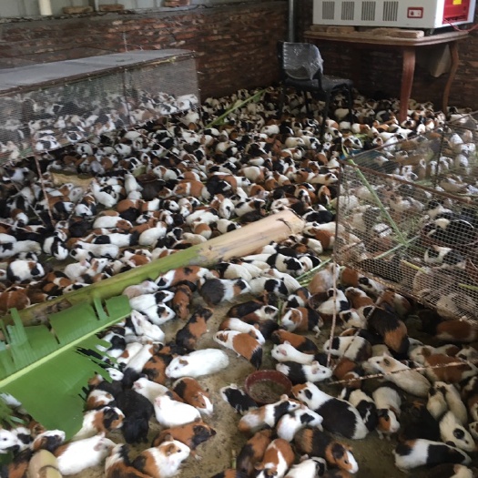 荷兰鼠 长期供应种苗，包技术，包回收