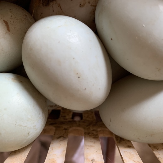 荆门绿壳鸭蛋 散装 食用