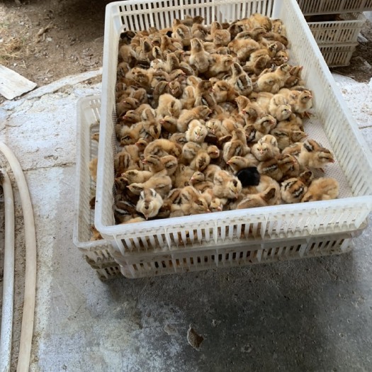 南宁天露麻鸡苗  天露麻三，麻四，新麻六