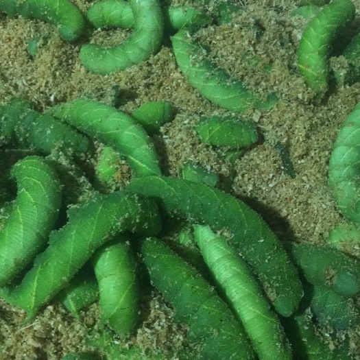 舞阳县 豆虫 青豆虫 豆丹 精挑细选 合作共赢