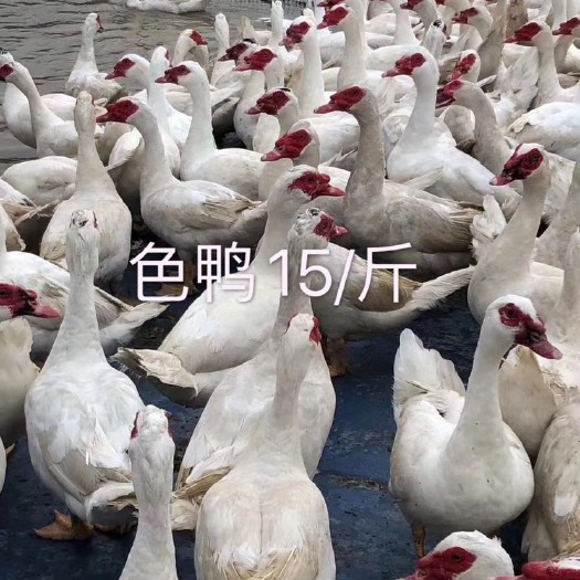 永春县半番鸭 半圈养半散养 2-3斤 统货