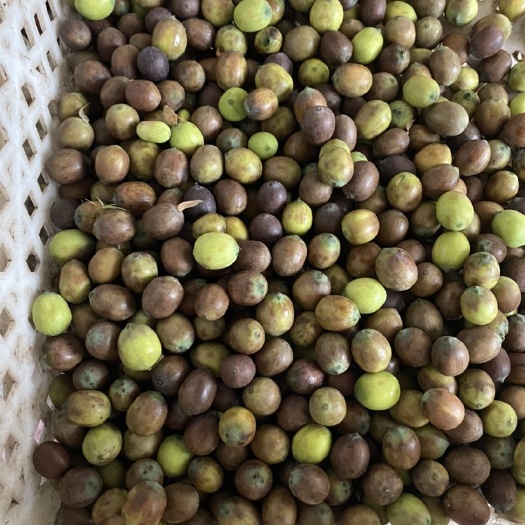 兰溪市白莲子  新鲜的草莲子，麻莲子，老的莲蓬颗粒