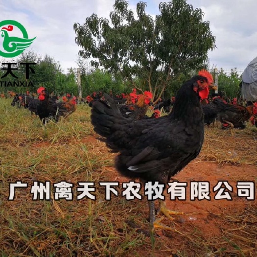 广州凤羽黑土鸡 黑土2