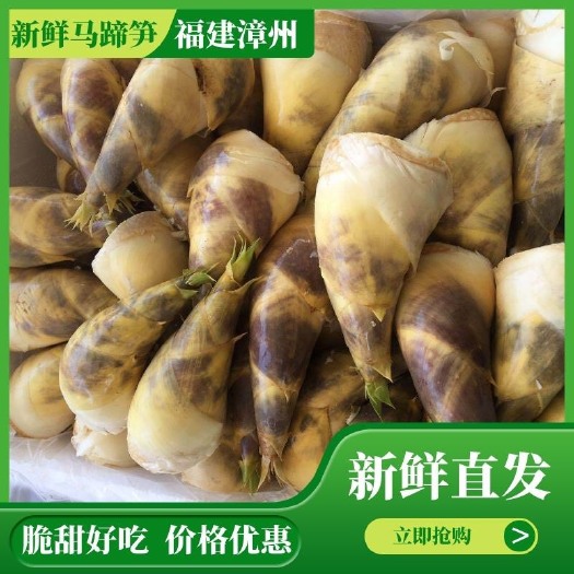 漳浦县 漳州马蹄笋，产地直发，现貨供