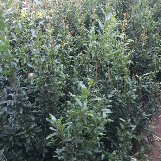 会理市花石榴苗  自家种的石榴树苗，包品种，全程指导技术，